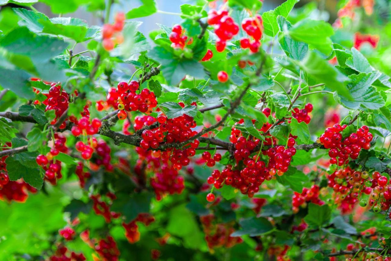Agroturystyka Sikorki Lubomierz  外观 照片